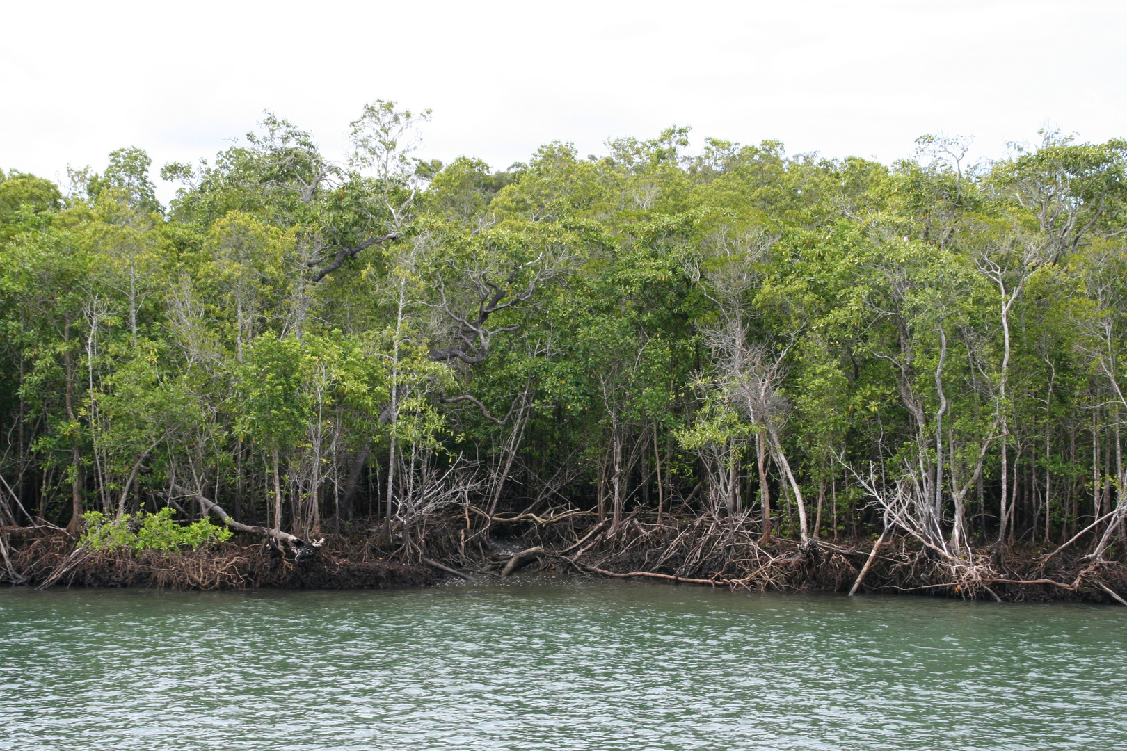Mangroven bei Flut