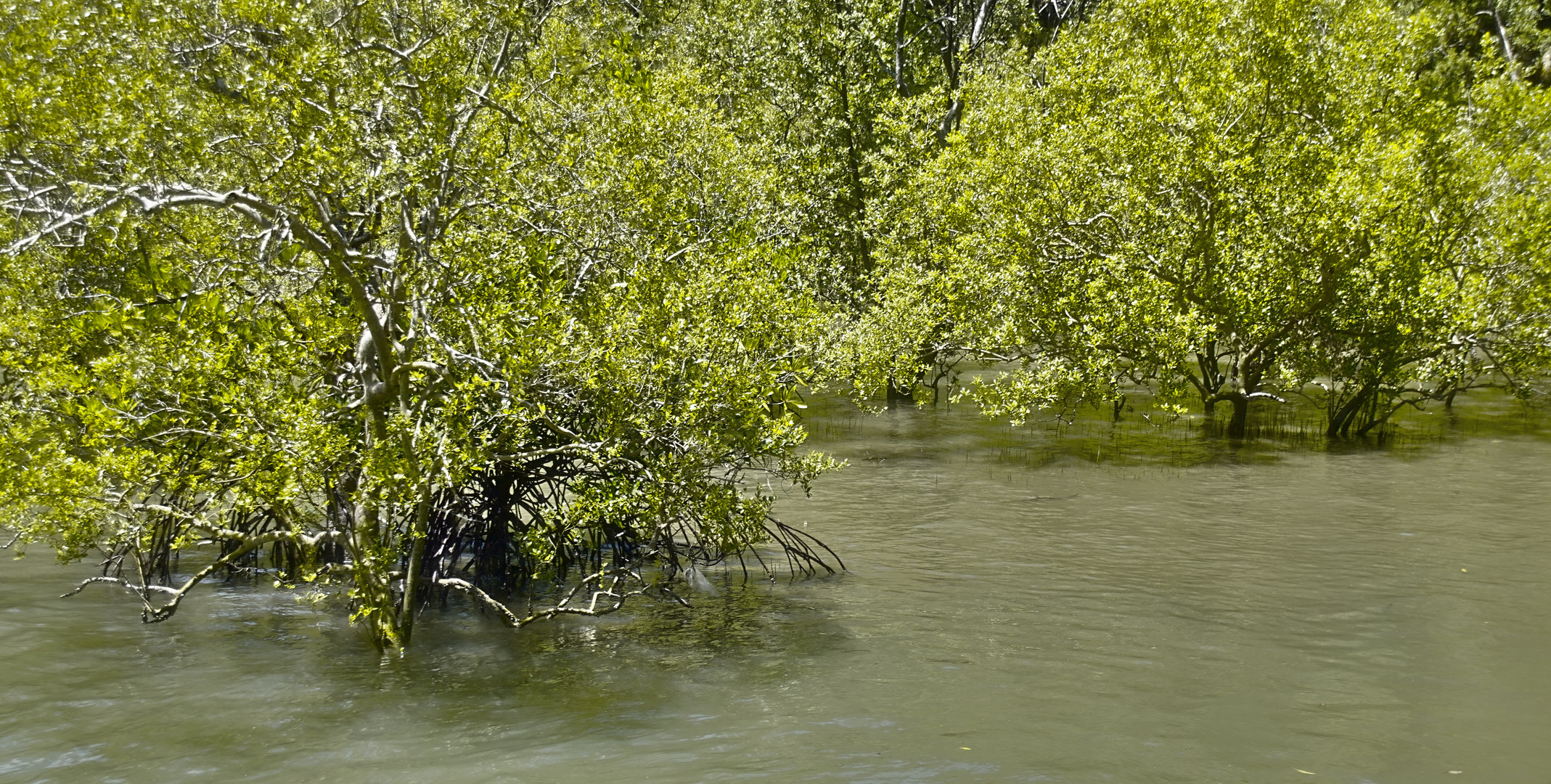 Mangroven bei Flut