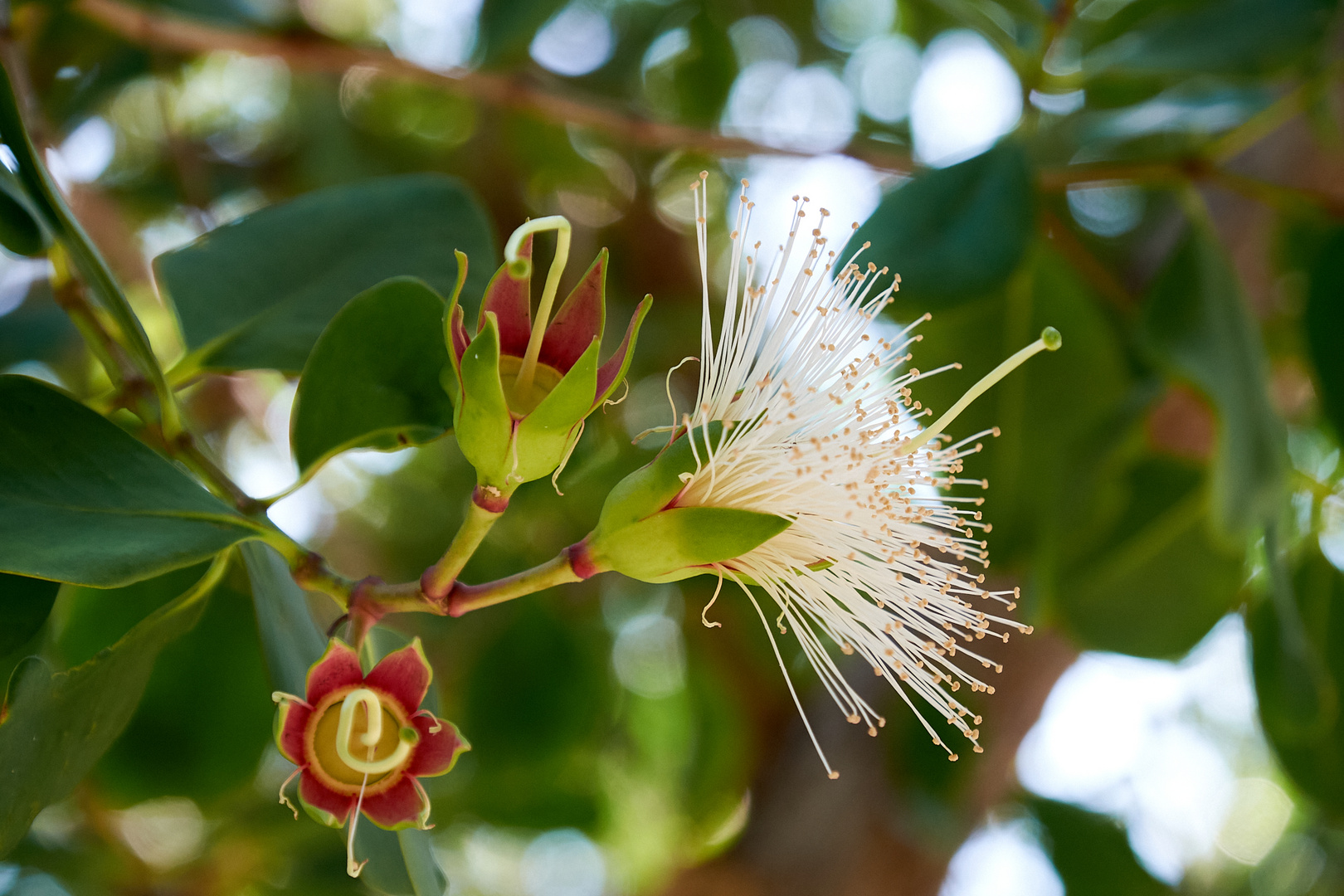 Mangroven Blüte