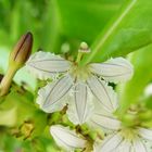 Mangroven-Blüten auf der Seychellen-Insel Mahé