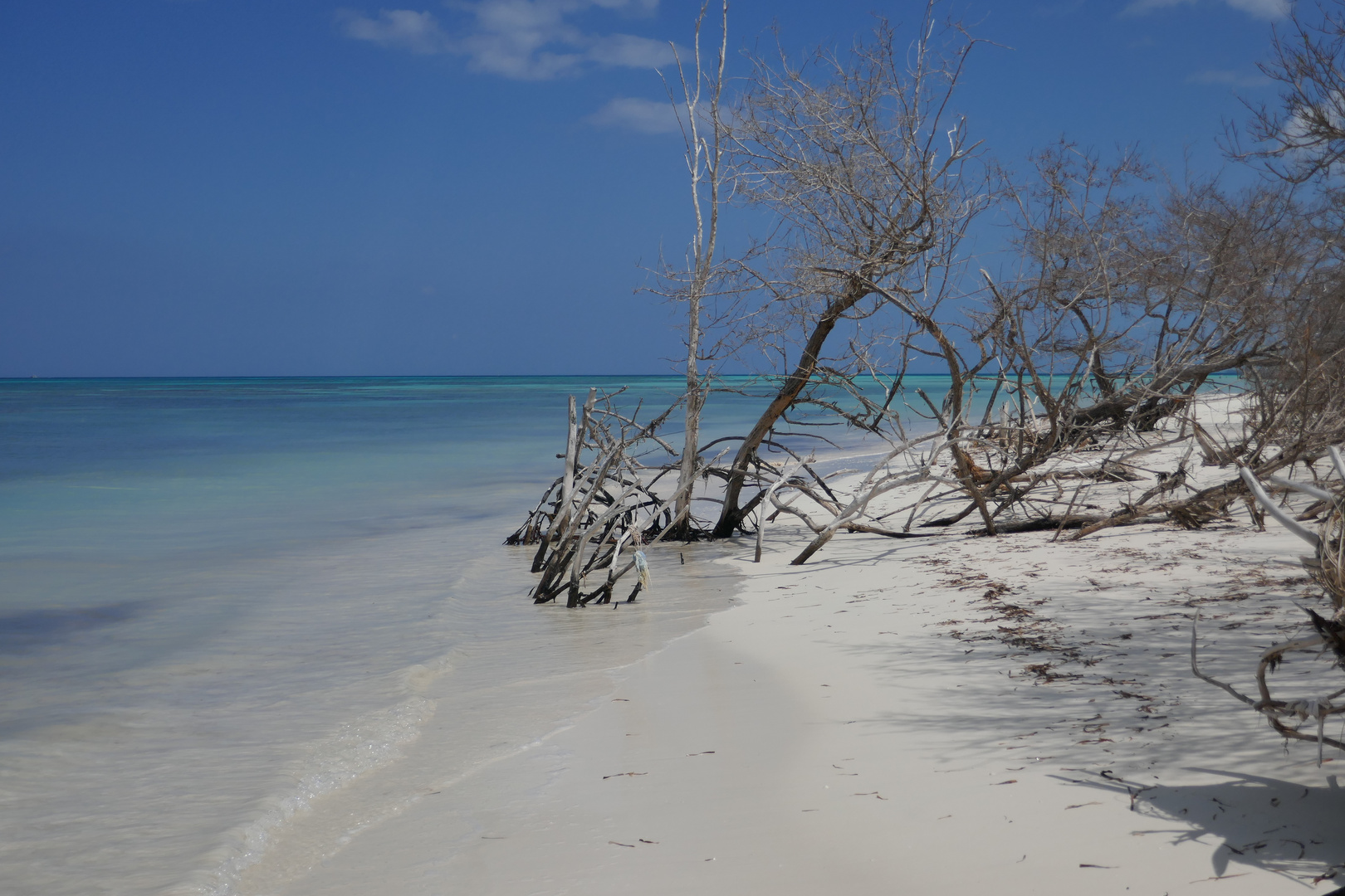 Mangroven - Cayo Levisa