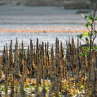 Mangroven duersten in der Morgensonne