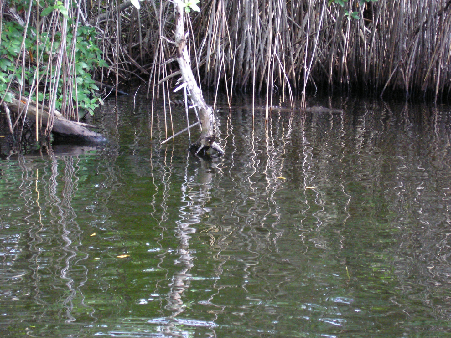 Mangroven im Black River Jamaika