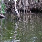 Mangroven im Black River Jamaika