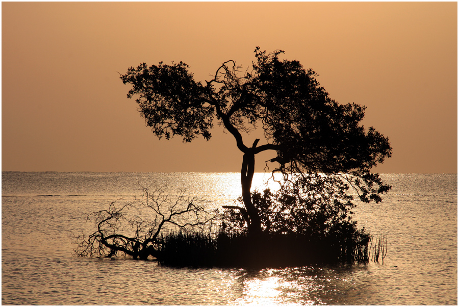 Mangroven im Morgenlicht