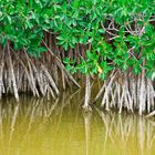 Mangroven in den Everglades