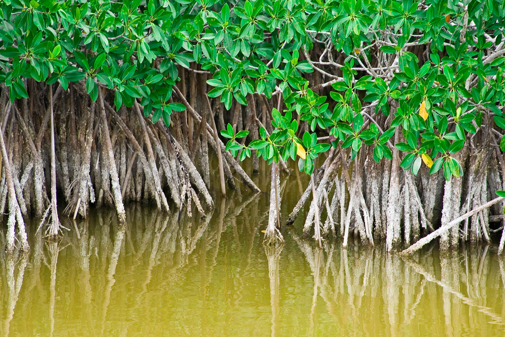 Mangroven in den Everglades Foto &