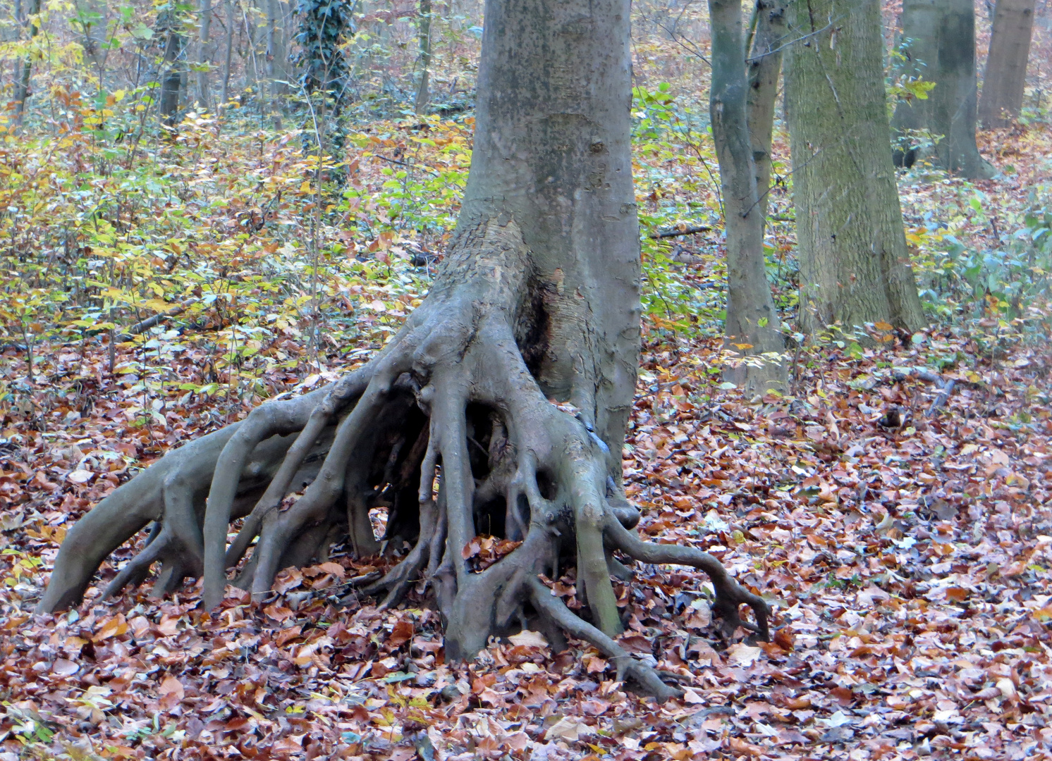 Mangroven in der Eilenriede?