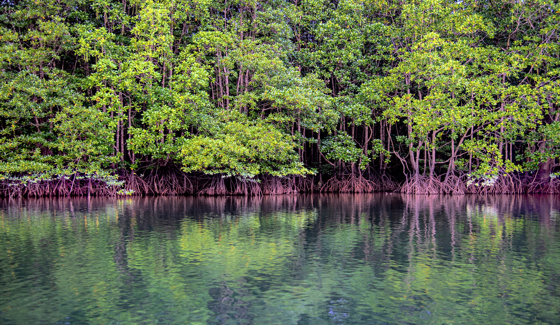 Mangroven in der Phang Nga Bucht