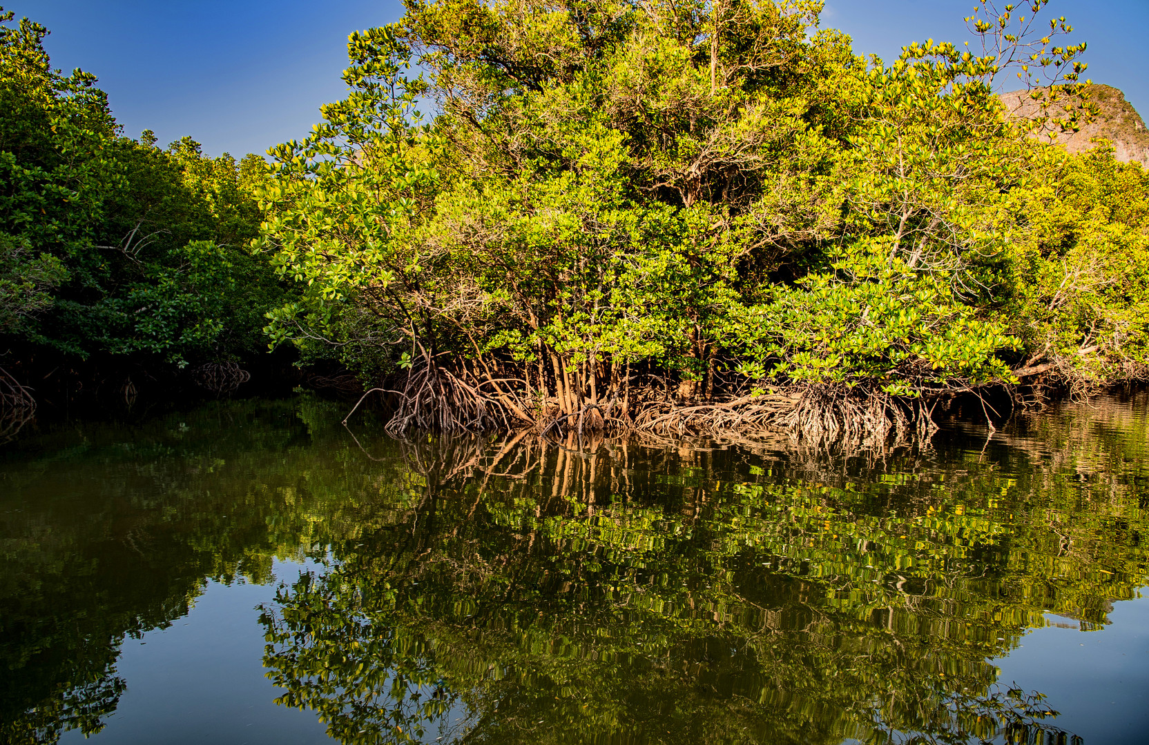 Mangroven in der Phang Nga Bucht