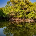 Mangroven in der Phang Nga Bucht