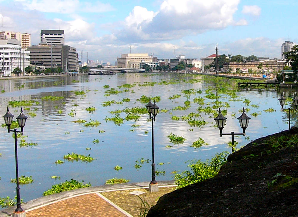 Mangroven in Manila