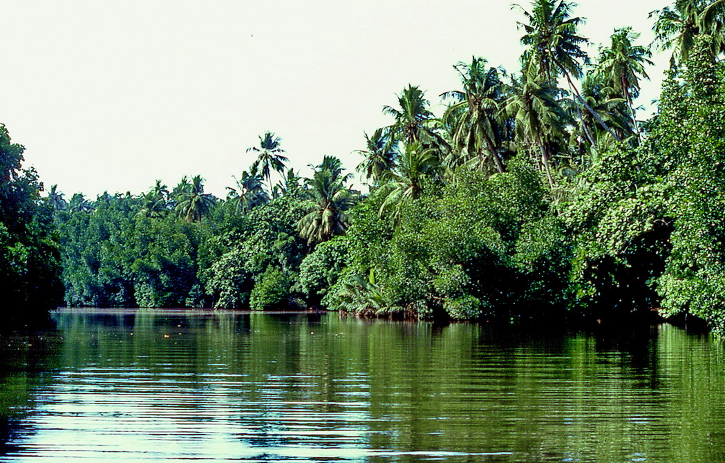 Mangroven in Sri Lanka