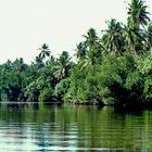 Mangroven in Sri Lanka