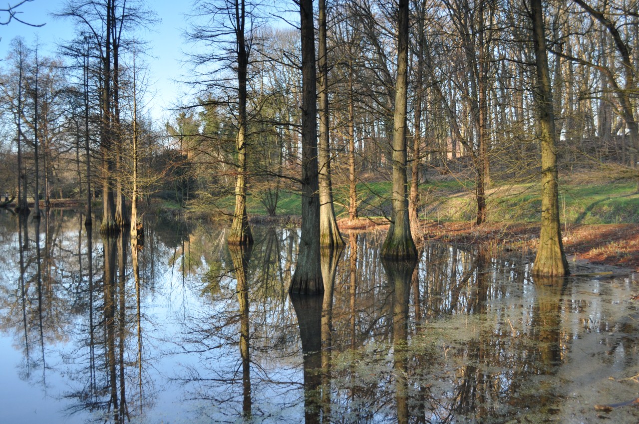 Mangroven in Südamerika?- Nein, Rombergpark Dortmund