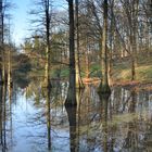 Mangroven in Südamerika?- Nein, Rombergpark Dortmund