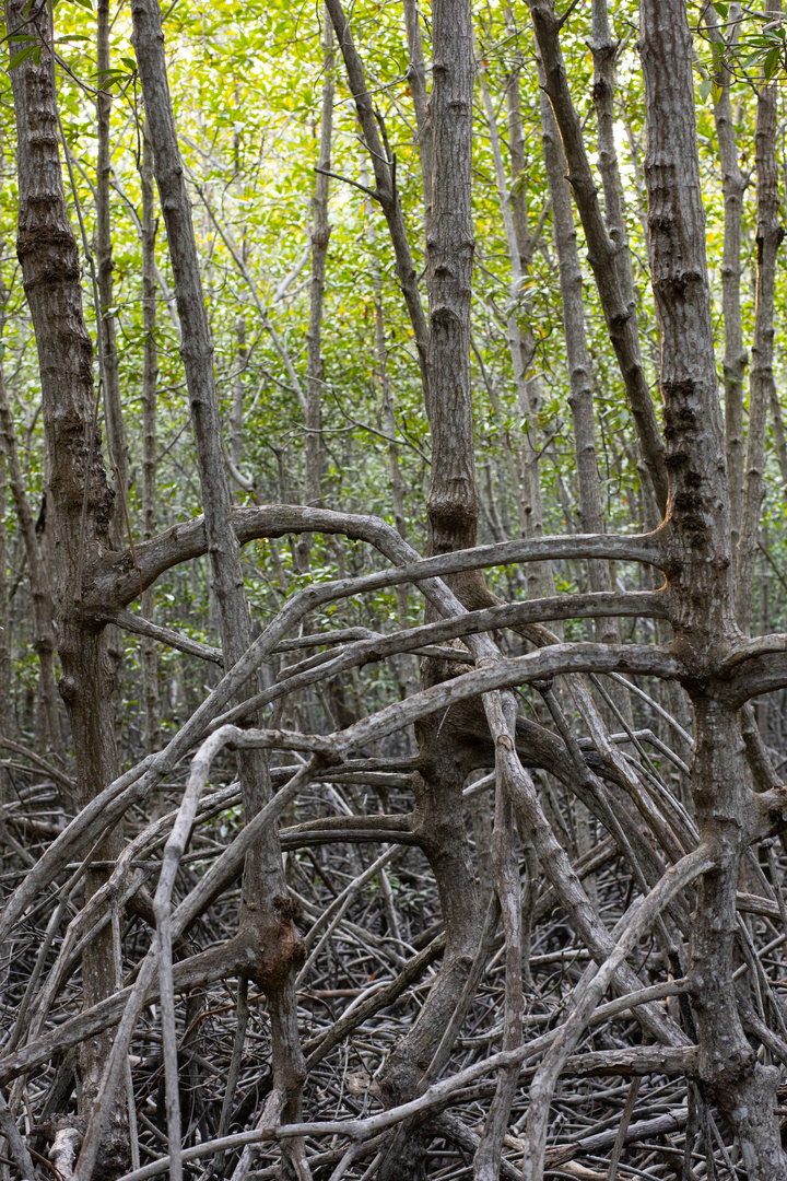 Mangroven in Thailand