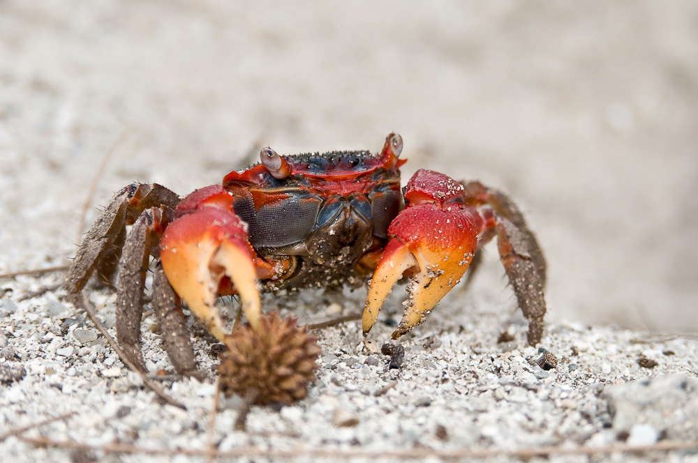 Mangroven Krabbe auf Mahé