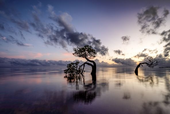 Mangroven nach Sonnenuntergang