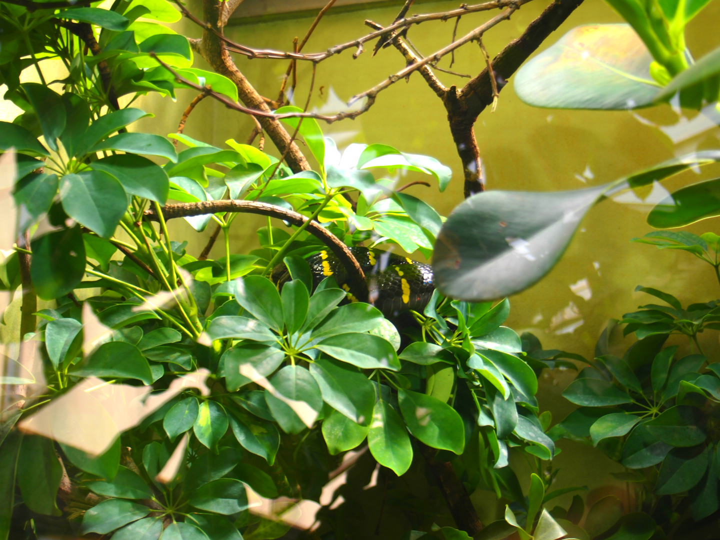 Mangroven Nachbaumnatter