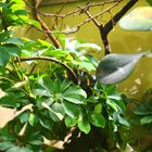 Mangroven Nachbaumnatter