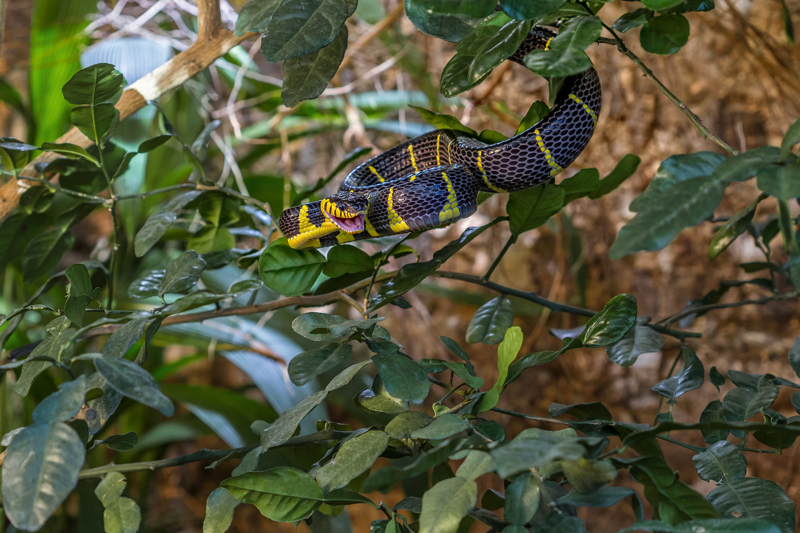 Mangroven-Nachtbaumnatter / Boiga dendrophila melanota 