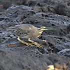 Mangroven- Reiher (Butorides striata) auf Mauritius