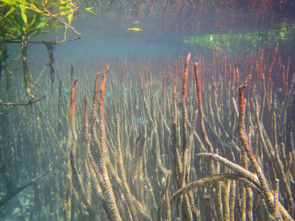 Mangroven Unterwasser