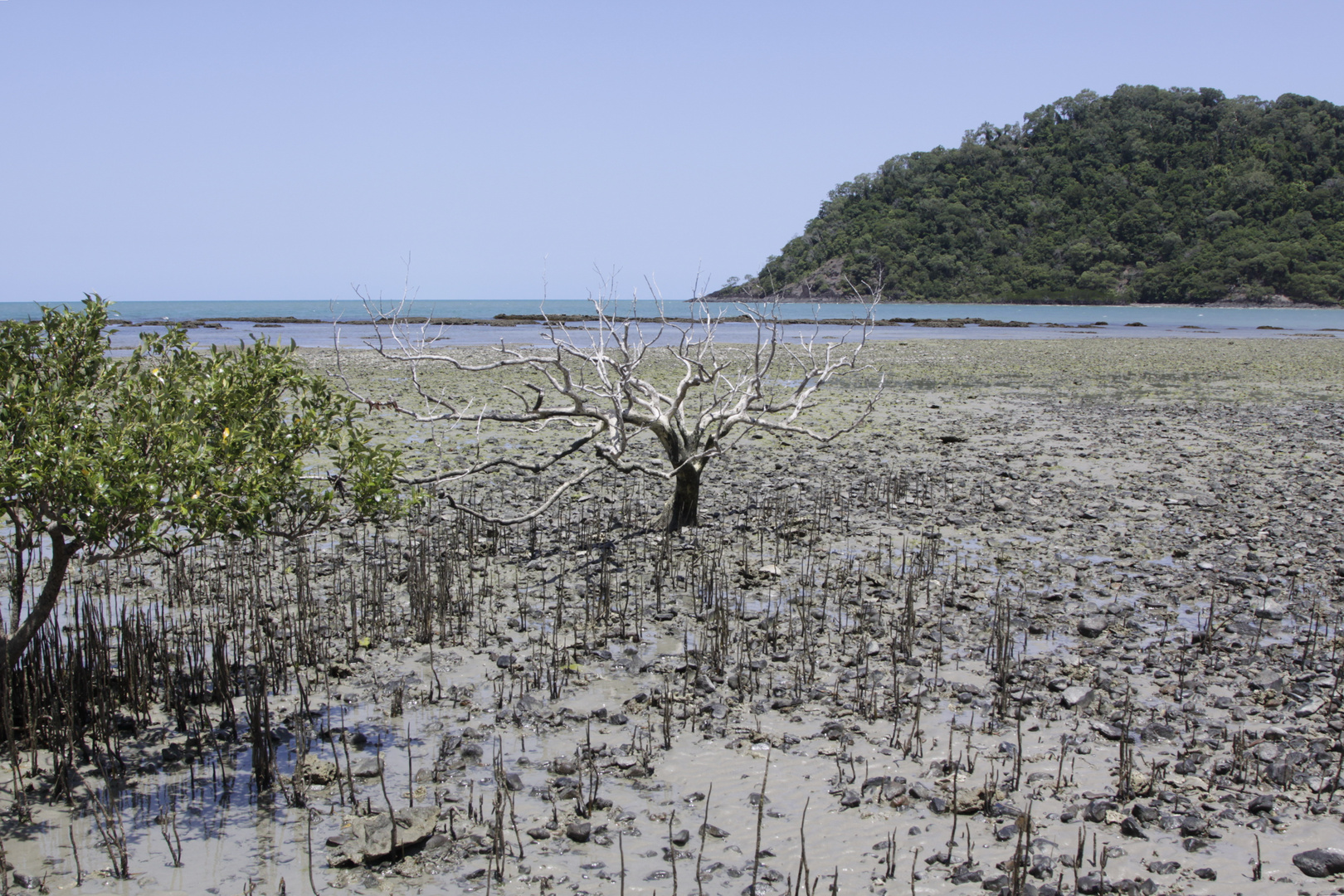 mangrove(n) vor dem cape tribulation