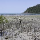 mangrove(n) vor dem cape tribulation