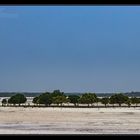 mangroven wäldchen