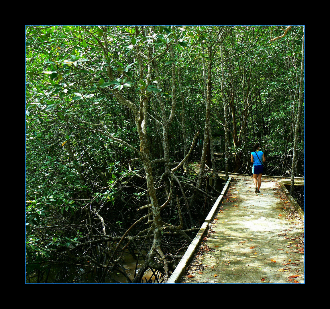 - Mangroven Wald I -