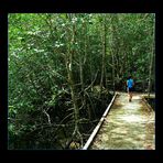 - Mangroven Wald I -