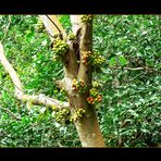 - Mangroven Wald III -