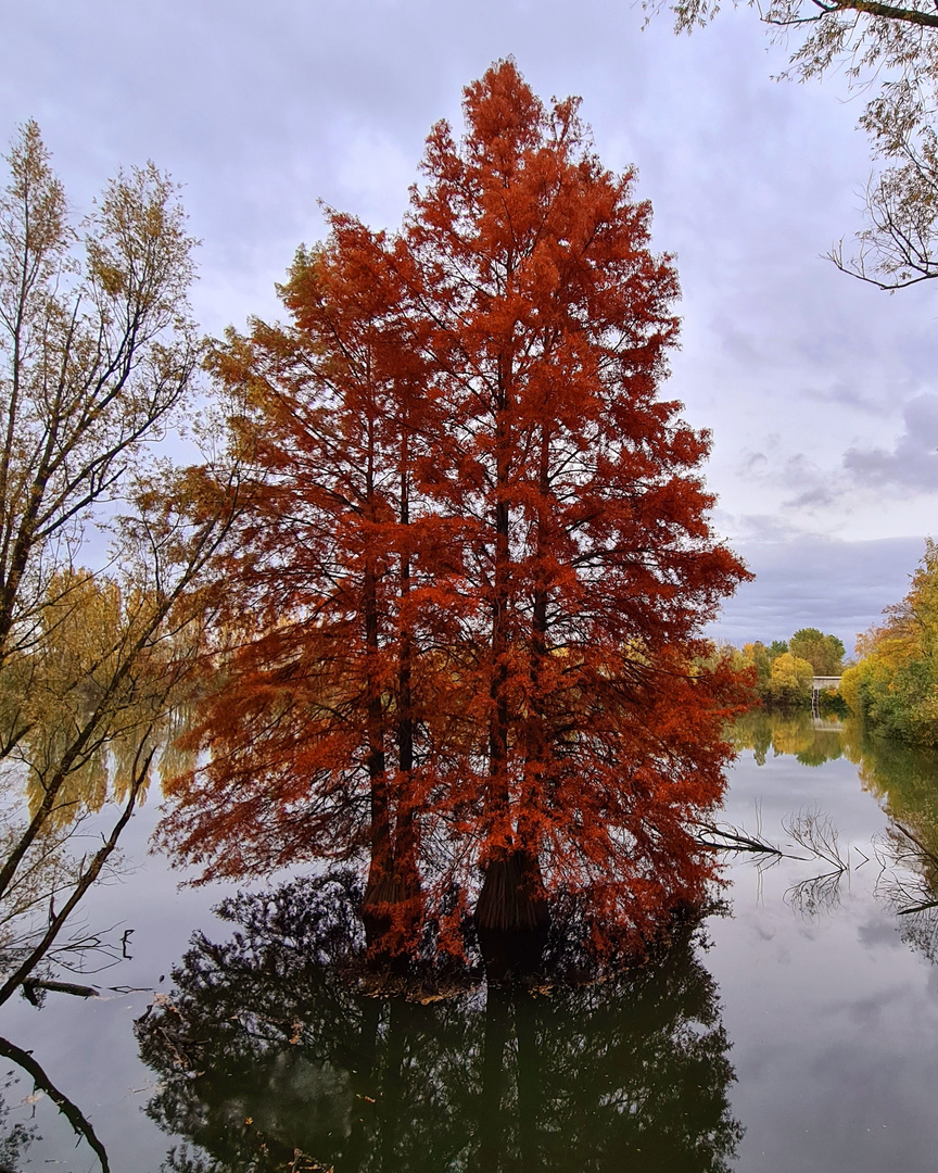 Mangrovenbäume