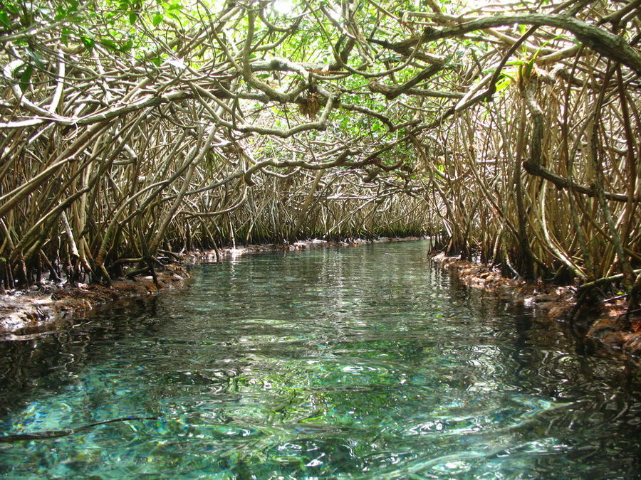 Mangrovenfluss von eddy-w 