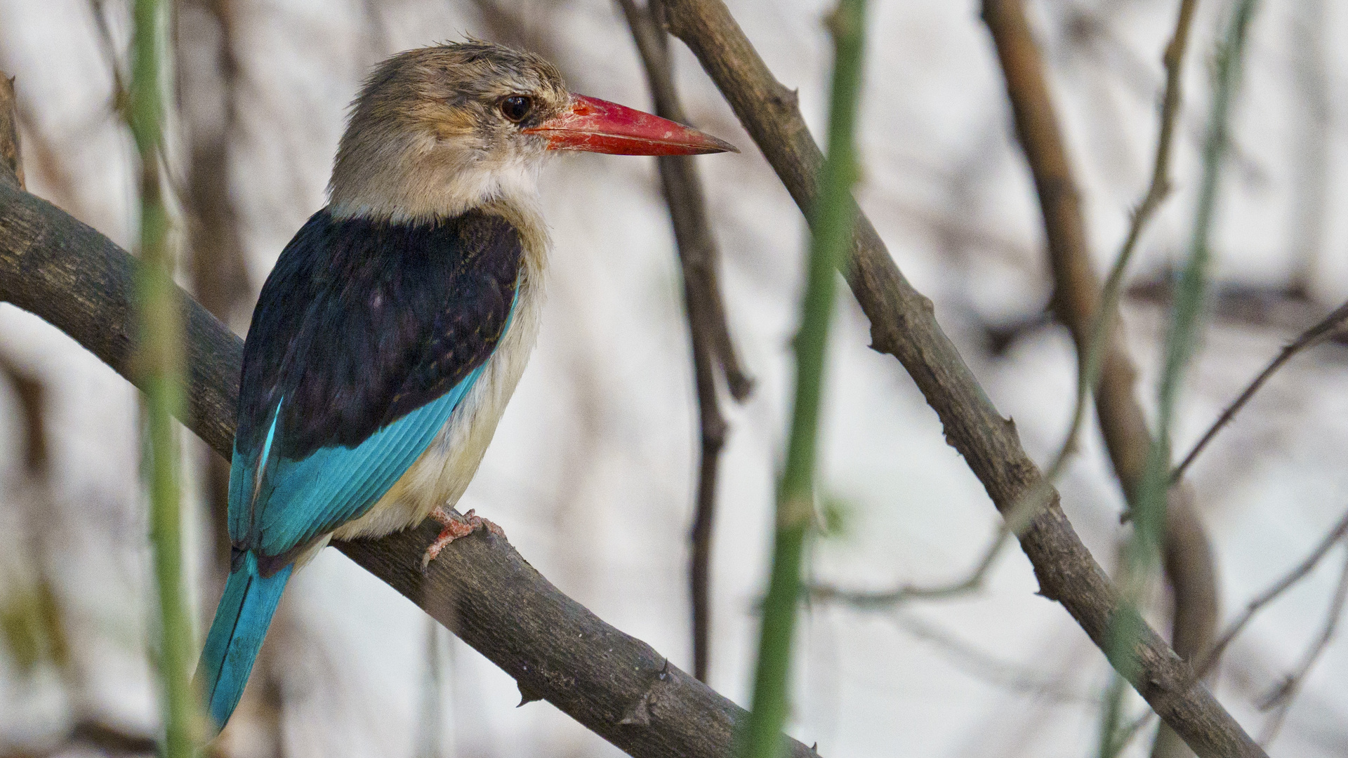 Mangrovenliest (Halcyon senegaloides) South Luangwa NP, 11.09.2019