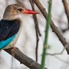 Mangrovenliest (Halcyon senegaloides) South Luangwa NP, 11.09.2019