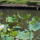 Mangrovenreiher auf Lotosblüte