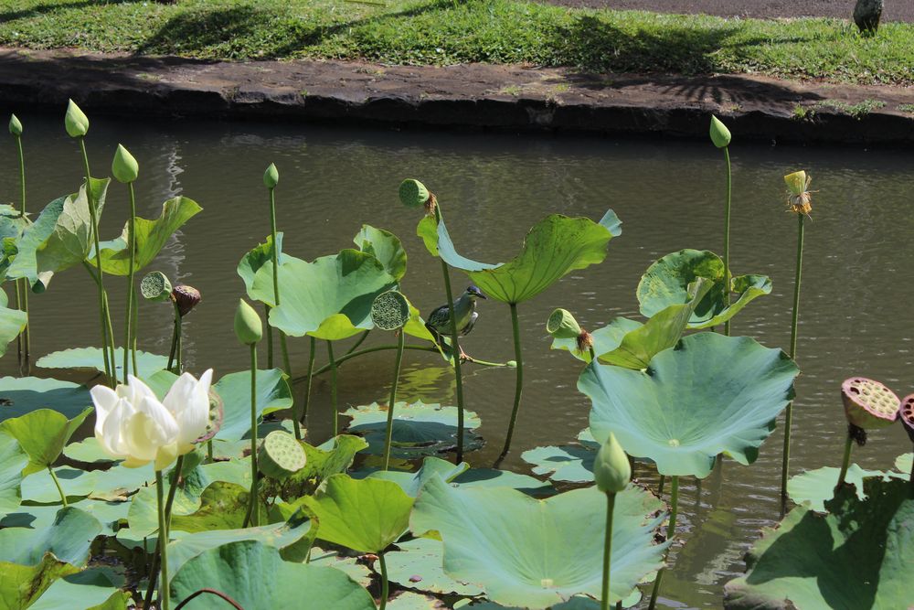 Mangrovenreiher auf Lotosblüte