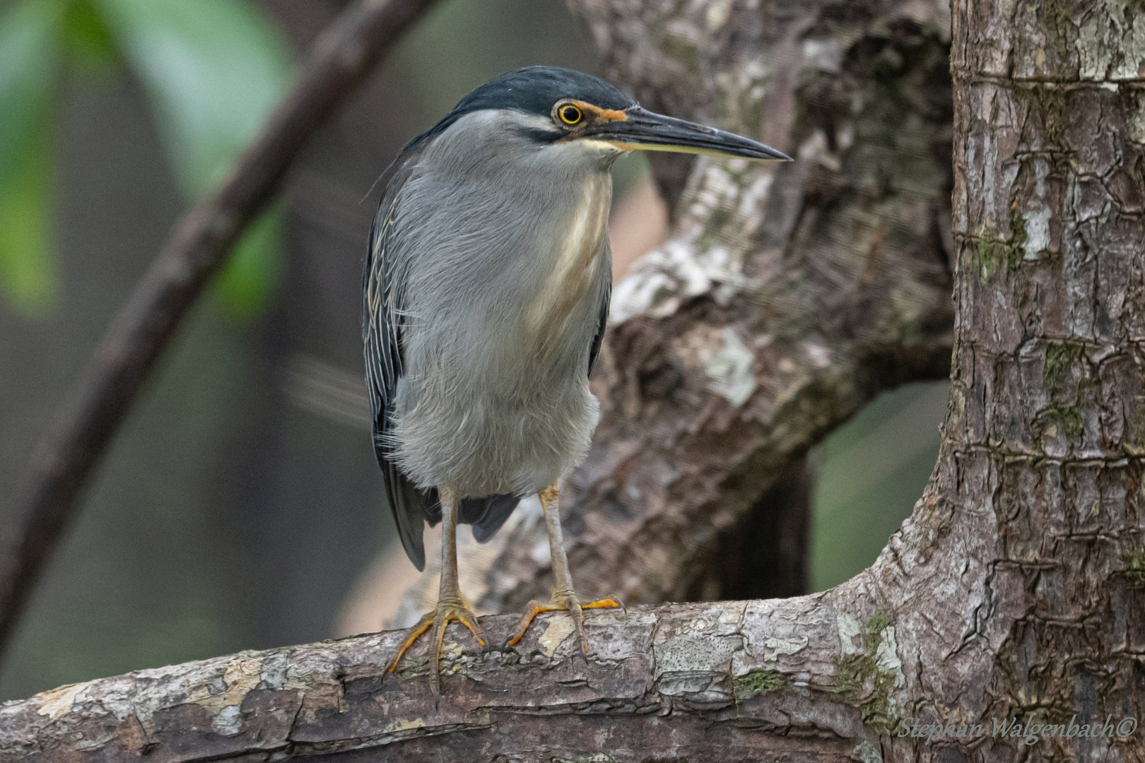 Mangrovenreiher (Butorides striata)