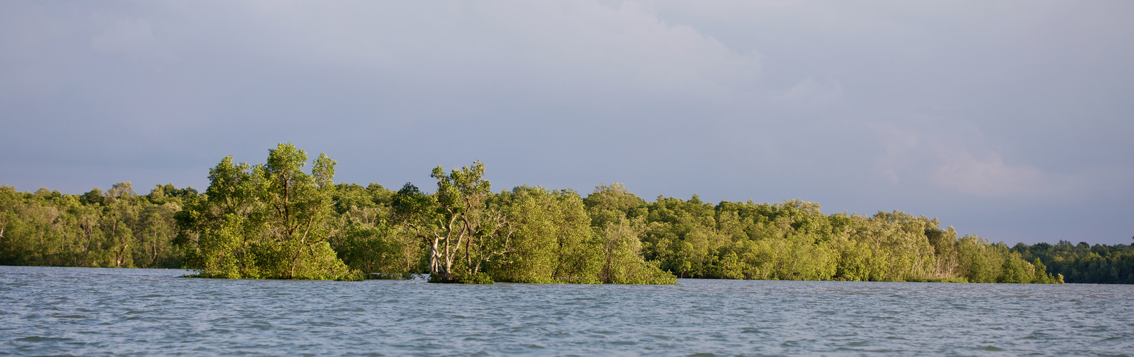 Mangrovensumpf bei Flut
