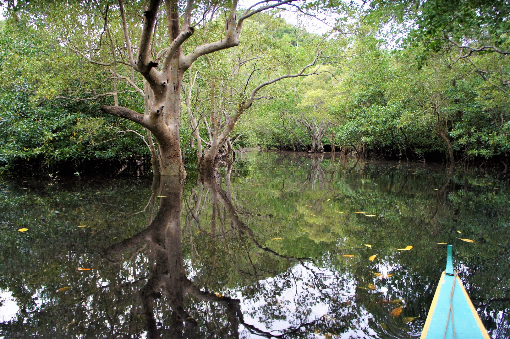 Mangrovenwald