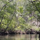 Mangrovenwald an der Pazifikküste von Costa Rica