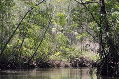 Mangrovenwald an der Pazifikküste von Costa Rica