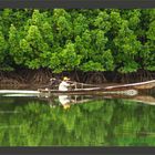 Mangrovenwald Andamanisches Meer