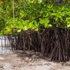 Mangrovenwald bei Ebbe