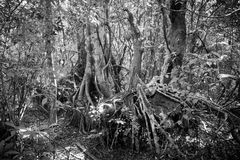 Mangrovenwald Everglades