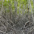 Mangrovenwald in Thailand