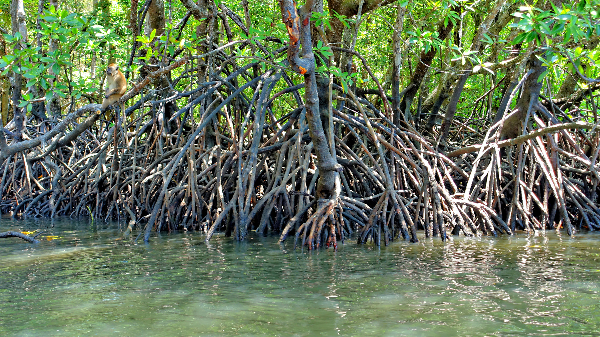Mangrovenwelt